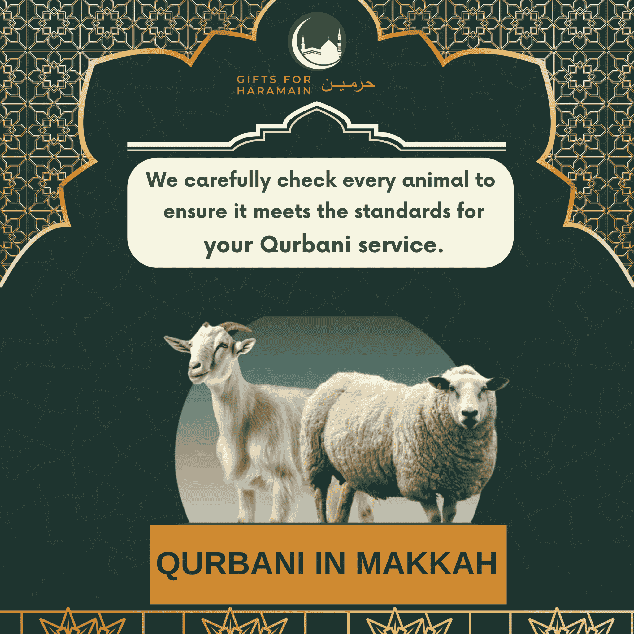 Sheep Qurbani in Makkah – Share the Blessing of Sacrifice
