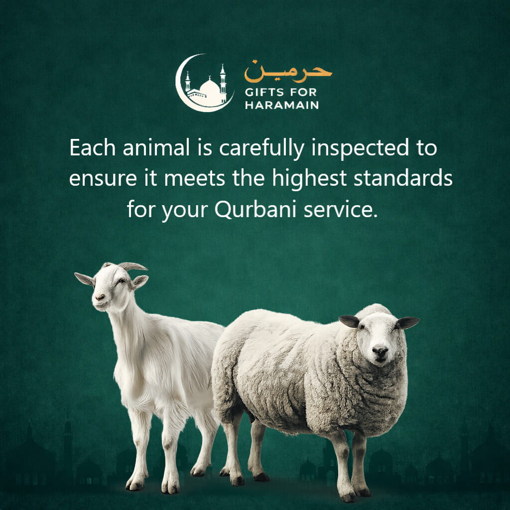 Makkah Sheep Sacrifice Service (Dam/Fidyah/Kaffarah/Sadaqah & Qurbani) – Verified Process